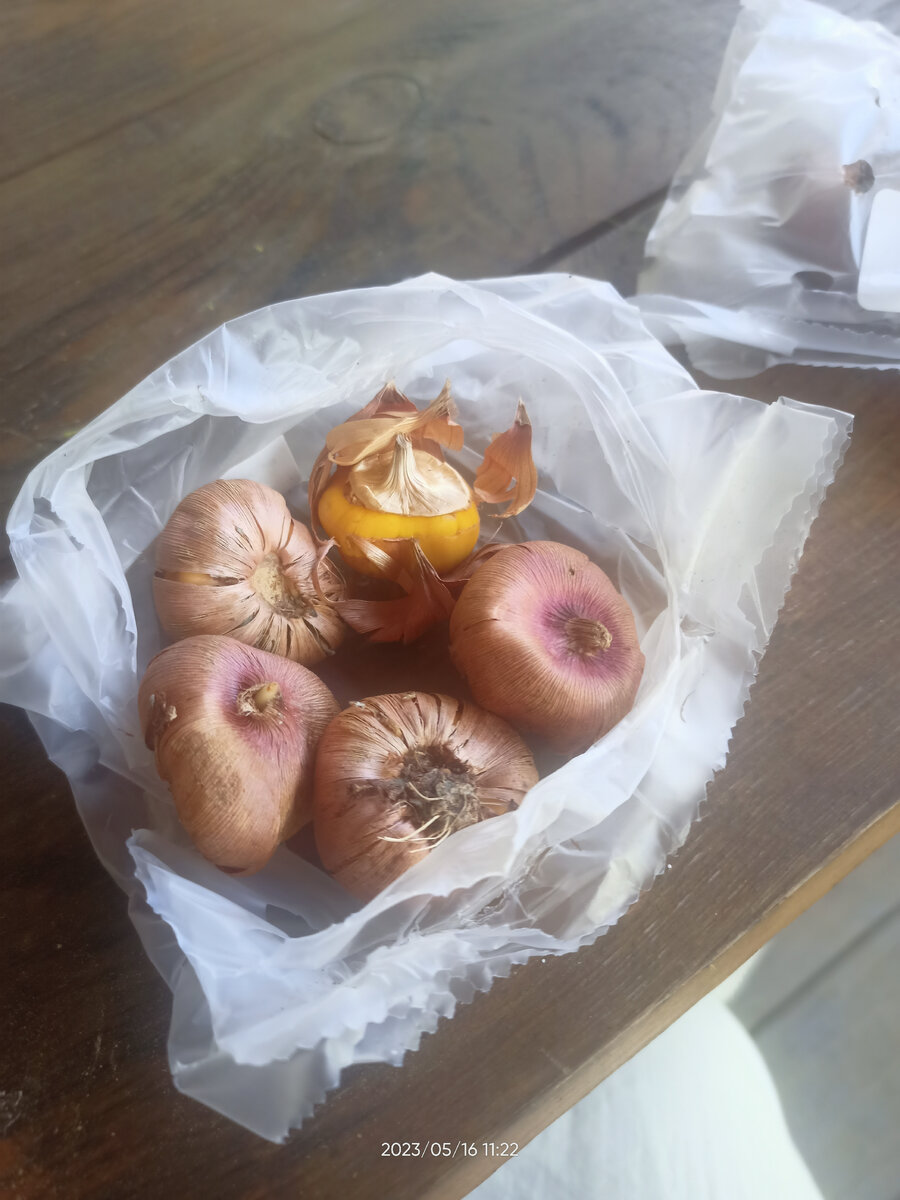 Это гладиолусы, я видела "детки" гладиолусов крупнее, чем эти луковицы. Но они хотя бы живы! 