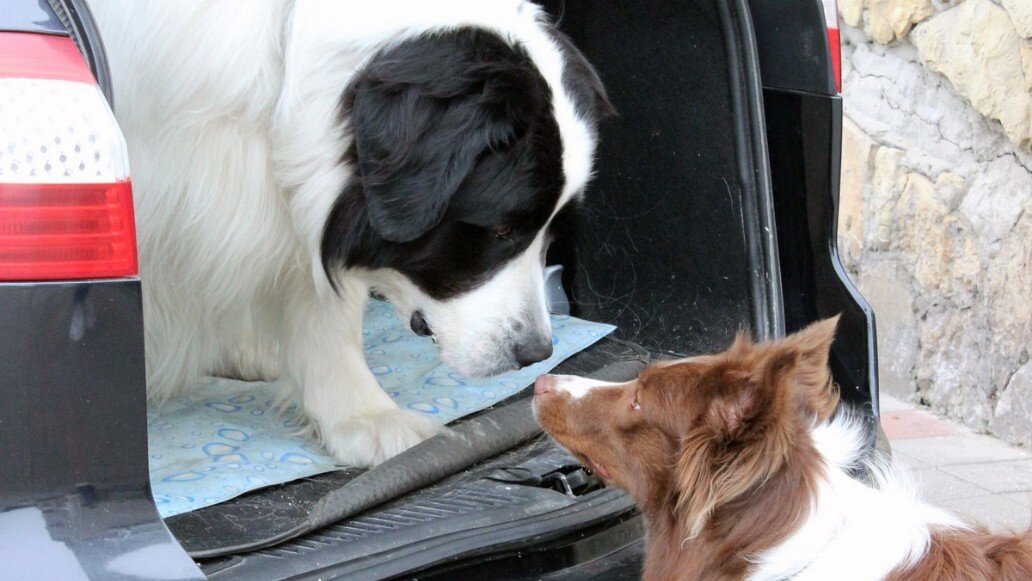 Обложка для сериала dvd. Фильмы нтв 2022 бим. Бим 3 выход. Бим пес в законе. Бим сериал постер.