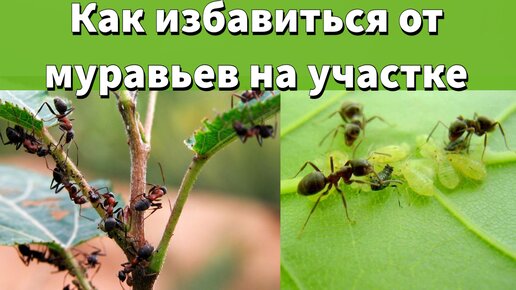 Как борюсь с муравьями на своем участке. Муравьи под мульчей - проблема?