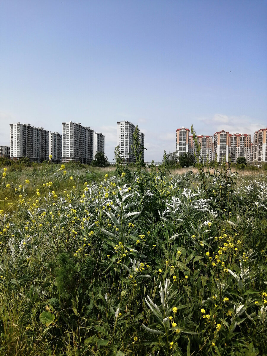 Вид со стороны поля на два новых жилищных комплекса