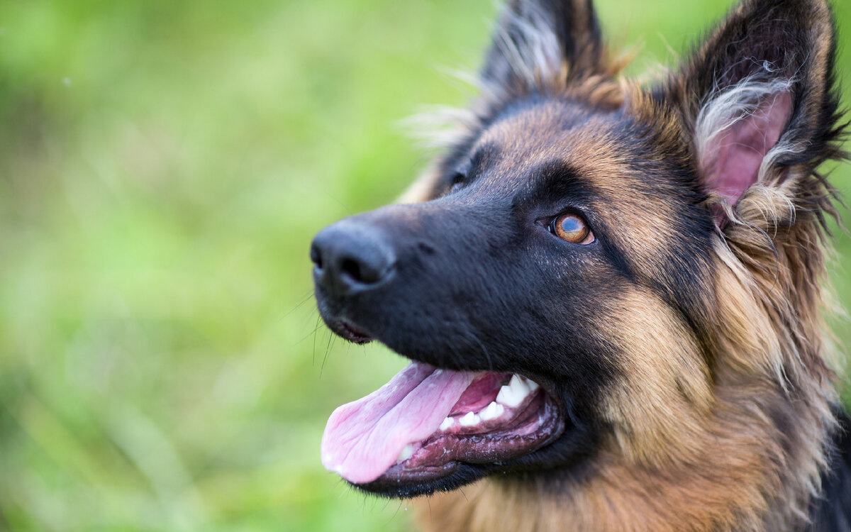 Немецкая овчарка. Источник фото: bangkokbook.ru