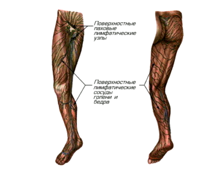 Лимфоузлы ноги человека схема