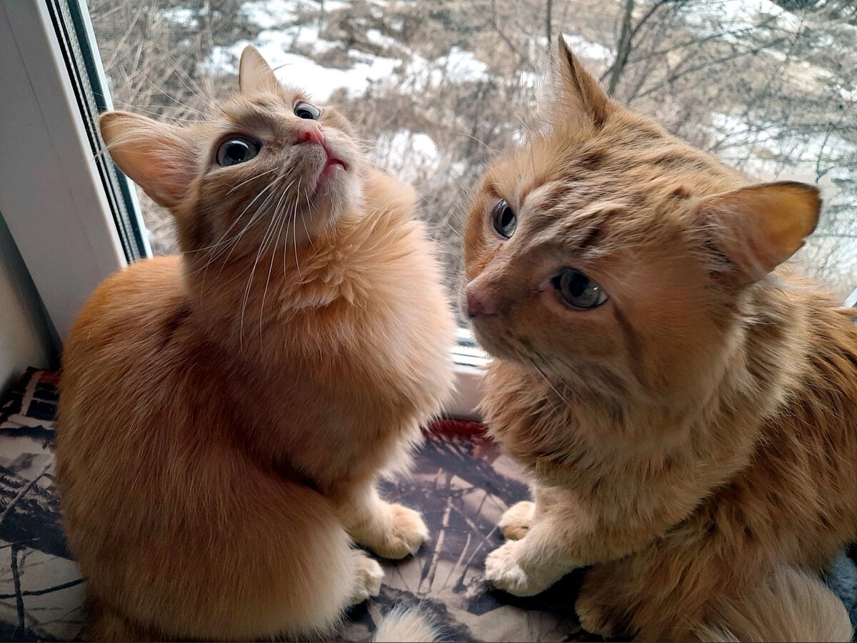 Разговор по душам Рыжиков  с хозяйкой Ириной