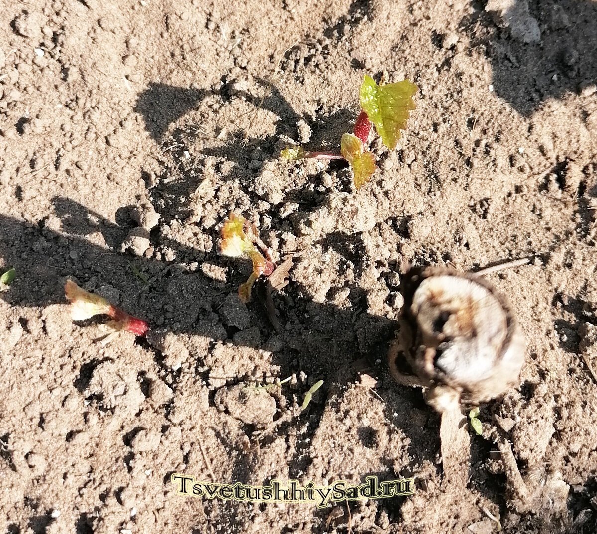 Виноград Алёшенькин появились побеги.