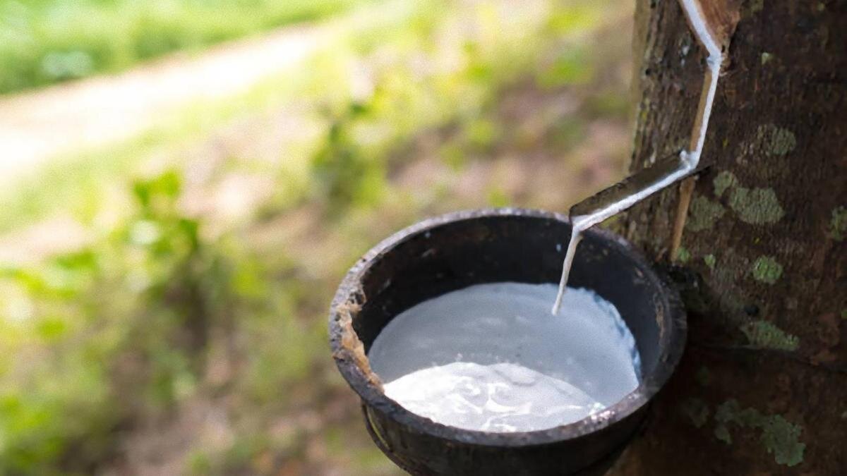    К дереву привязан лоток из половинки коокса. В него стекает струйкой белый сок каучукового дерева:iStockPhoto