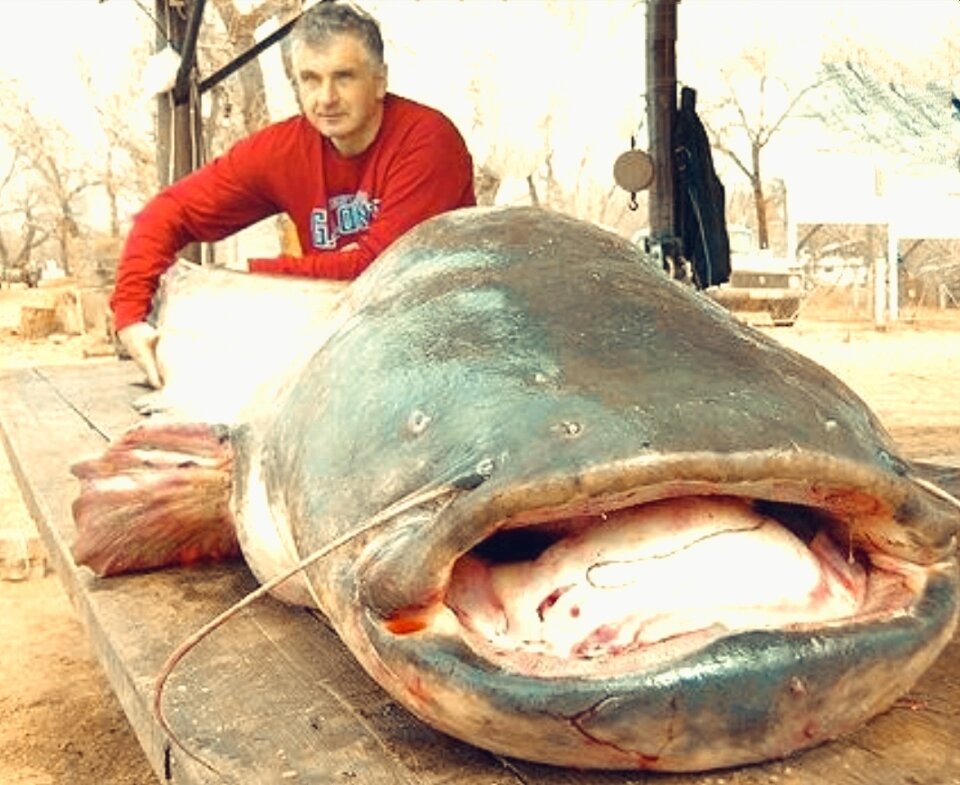 сомы нападают на людей. европейский сом людоед. европейский сом людоед.