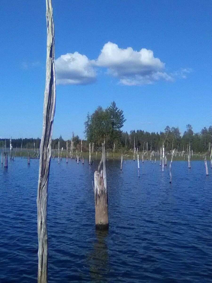 Очень замечательные "угодья" для рыборазвлечения...  Плавун и "пеньки" в изобилии. Ещё и трава. А на дне лежат топляки и коряги. Рай для окуня и язя.