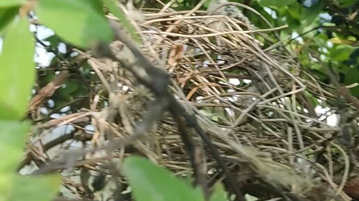 Есть время под солнцем | ПТИЦА СВИЛА ГНЕЗДО В ЖИМОЛОСТИ! Обычно птицы ...