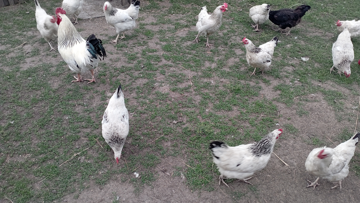 Курочки породы адлер  серебристый