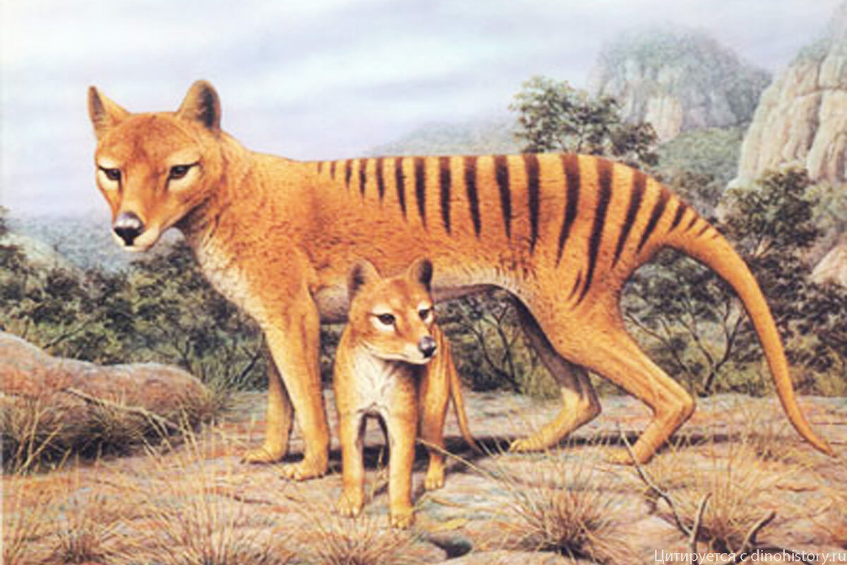 Сумчатый волк, также известный как тасманийский волк или тилацин, является одним из самых загадочных и уникальных животных, когда-либо обитавших на нашей планете.-2