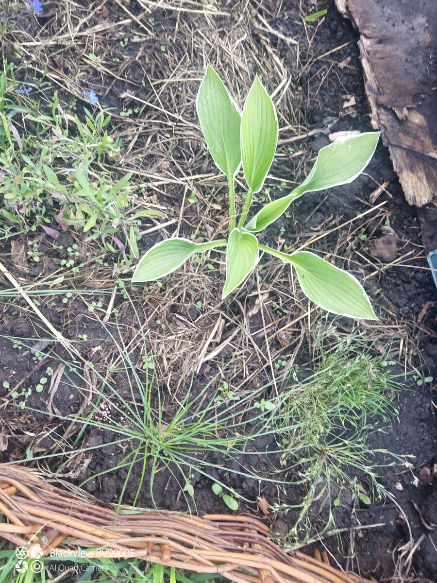 Какие-то местные осоки