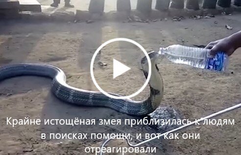 Крайне истощённая змея приблизилась к людям в поисках помощи, и вот как они отреагировали