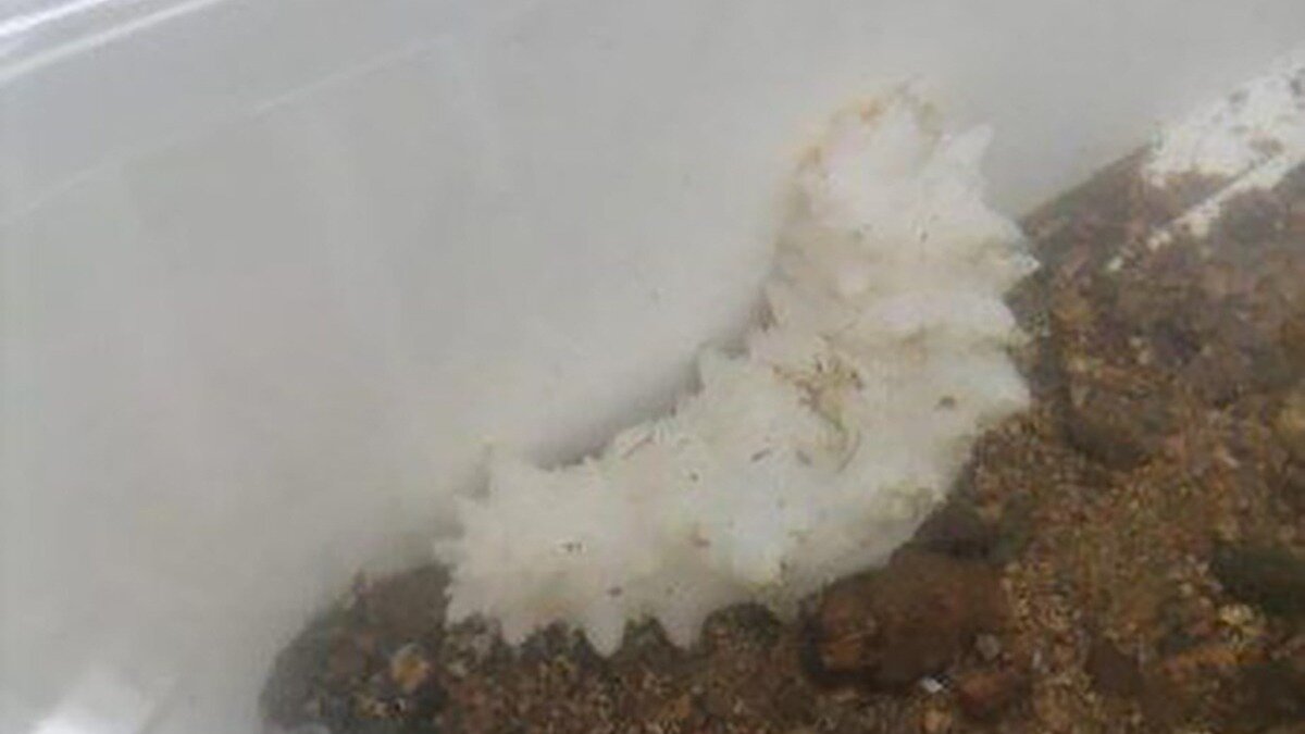     Уникальный в своём роде трепанг-альбинос попал в руки отдыхающих. Животное удалось найти в акватории Русского острова.