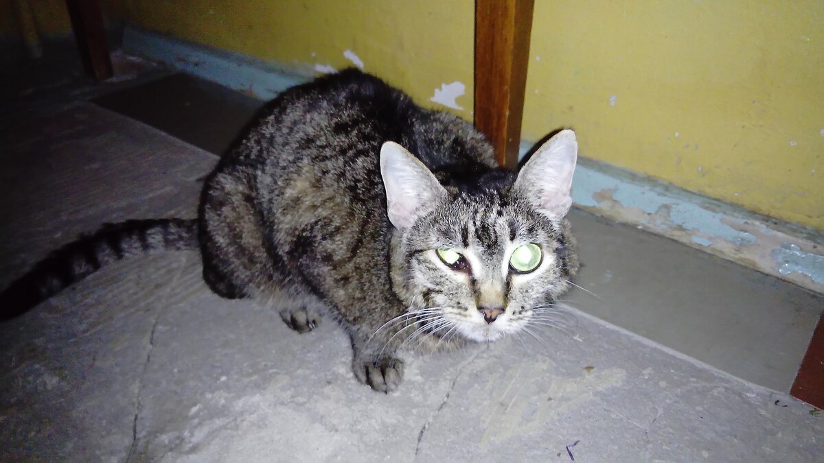 Лапочка, сегодня, 15.07.2023