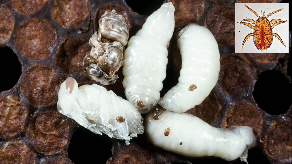 Фото для примера/ Источник: Яндекс.Картинки