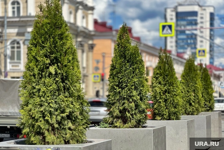    В Кургане заменили сгоревшие туи из-за жары