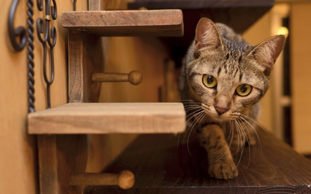 🐱Питание-воспитание: должен ли у кошки быть режим или пусть ест когда  захочет? | Нос, хвост, лапы | Дзен