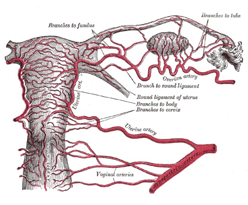 Кровоснабжение матки схема гистология