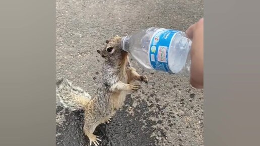 Жара в городе. Белка-попрошайка: "Дайте-дайте мне воды, срочно ...