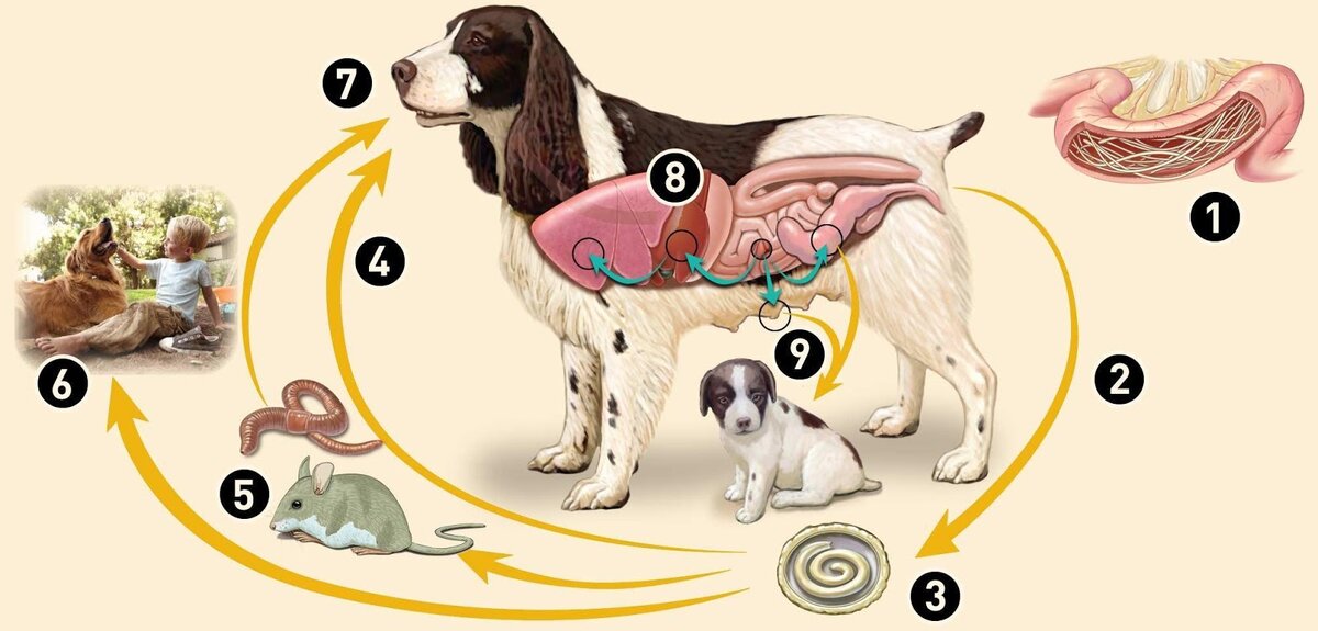 Токсокароз у животных: симптомы, лечение, профилактика