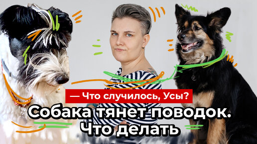 Собака тянет поводок: что делать?// Что случилось, Усы