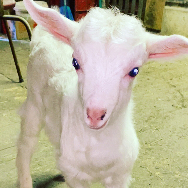 Имя помогите придумать 