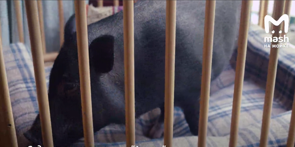 Женщина помогает малышам обрести дом и счастье 