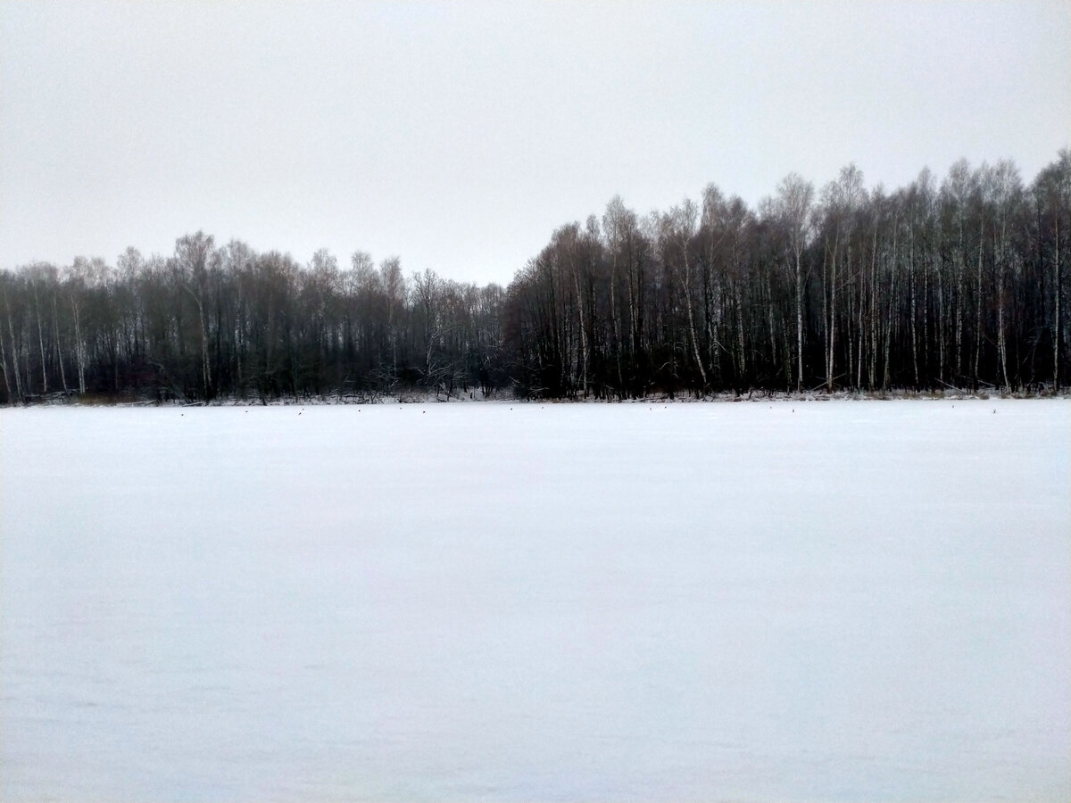 На любимом пруду