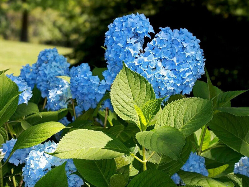 Гортензия крупнолистная Никко Блю https://ural-plant.ru/katalog/gortenziya-krupnolistnaya-nikko-blyu-nikko-blue/
