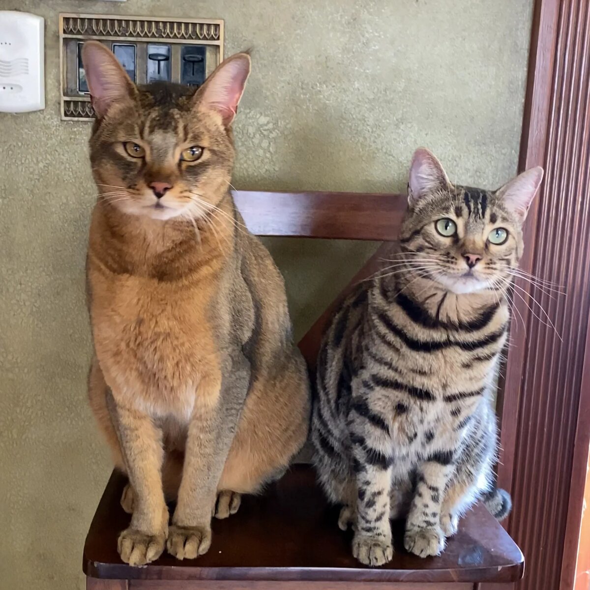 Это Бонни (справа) и Артур, закадычные братюни. Бонни весит чуть меньше 6 кило.