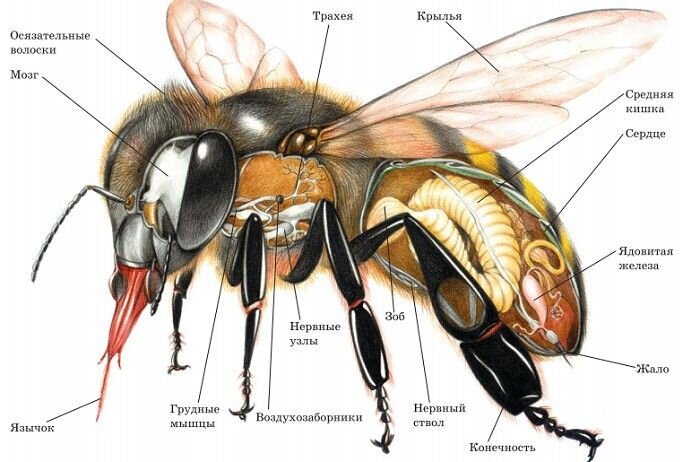Пчела части тела картинка для детей