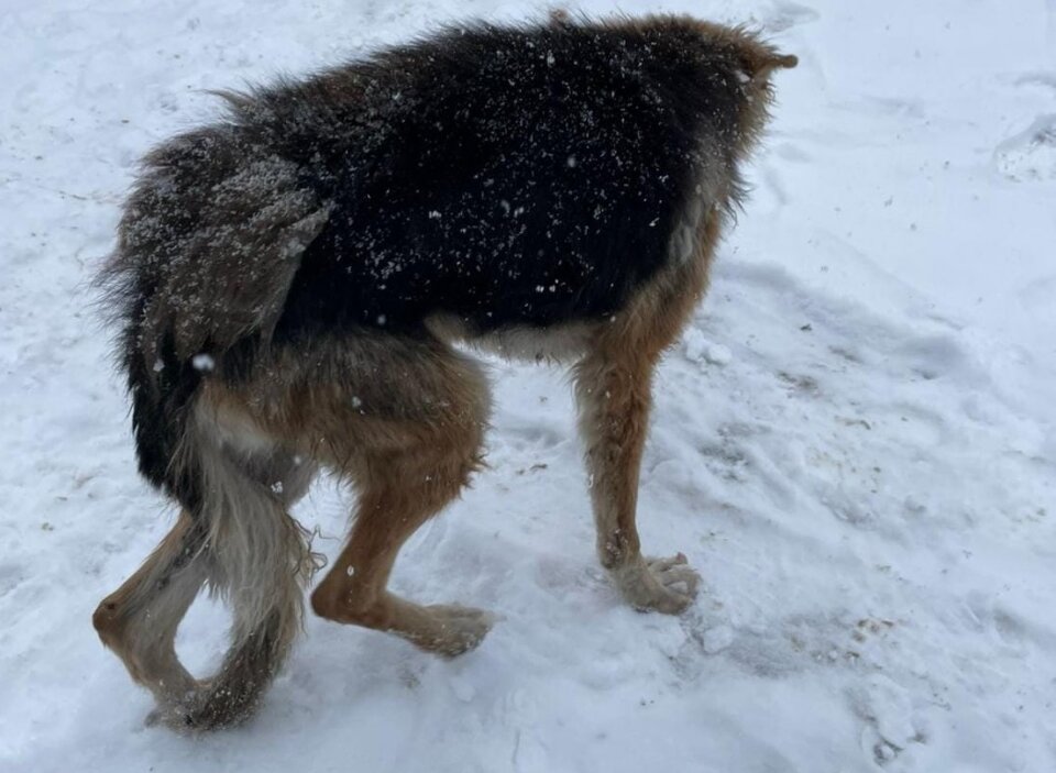 Животное сильно тряслось от холода. Подкожного жира у такой худышки практически нет