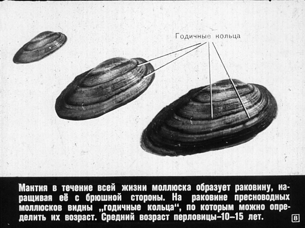 Возраст у двустворчатых моллюсков перловица. Привык беззубка в реальной жизни. Ракушка беззубка фото как выглядит. Наличие годичных колец у двустворчатых. Диаскоп ракушка.