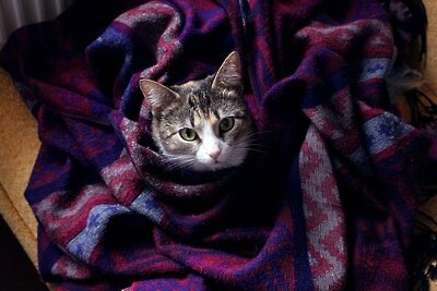    Кот в пледе © Pixabay