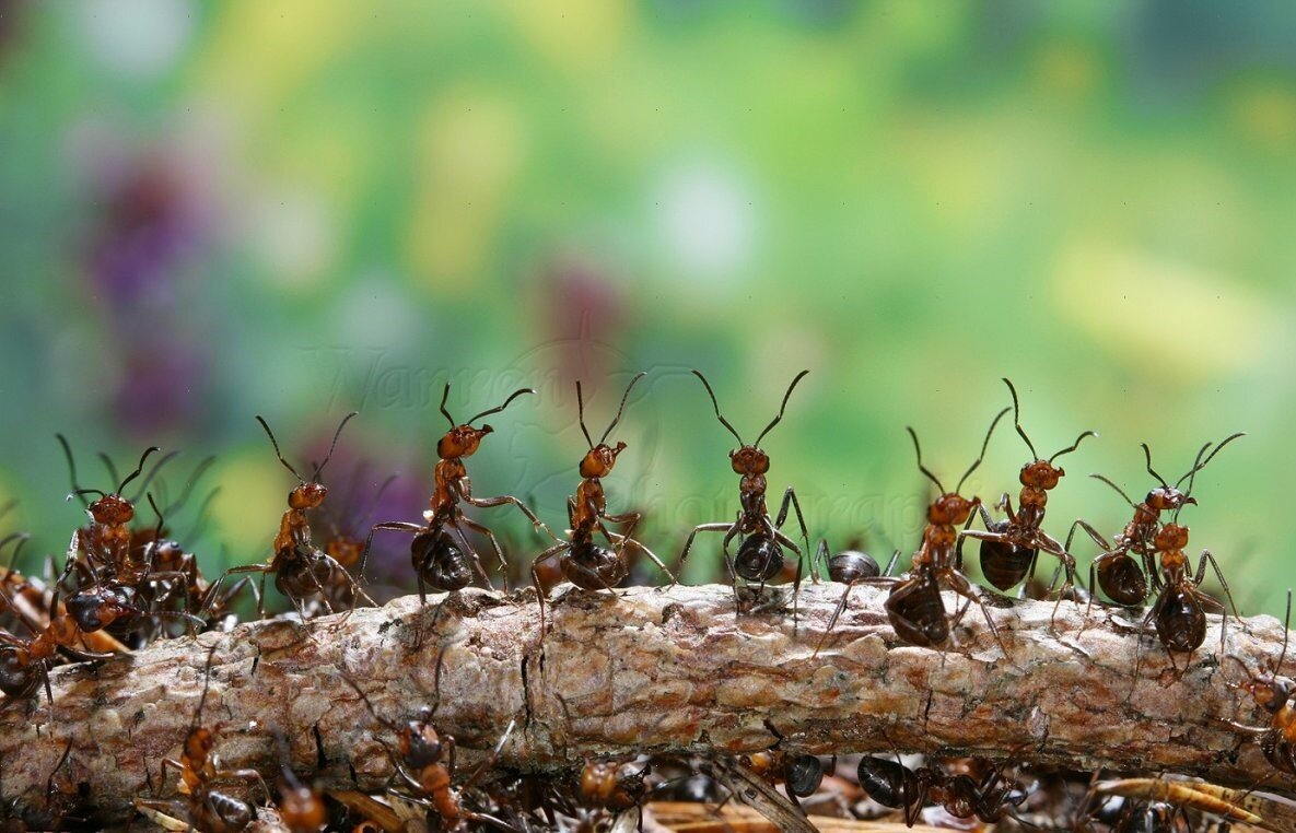 Весёлый муравейник