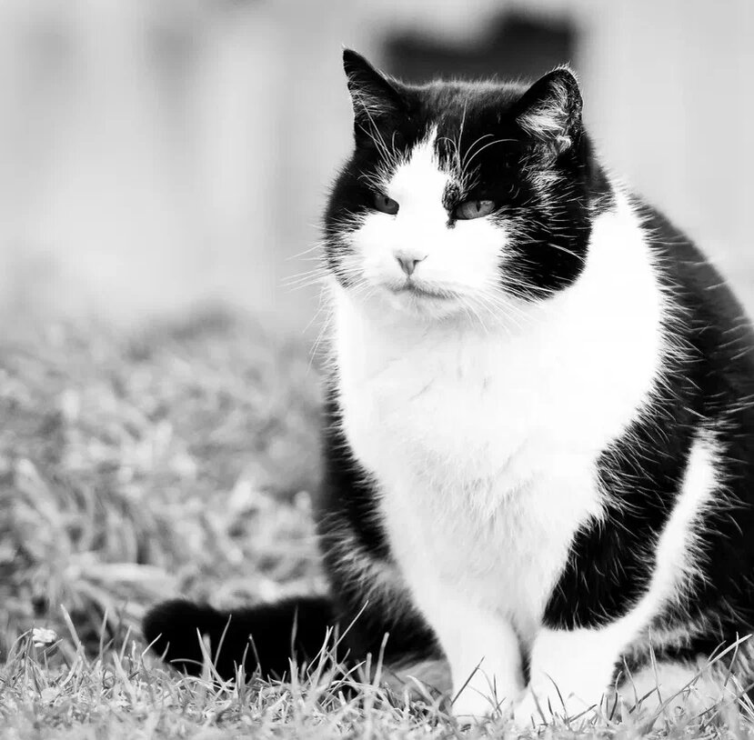 Мухтар, как он есть. Интернет