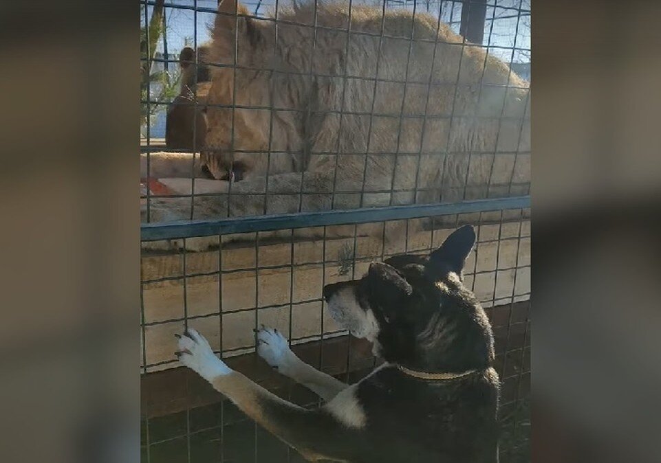     Фото: скрин с видео VK "Дино"