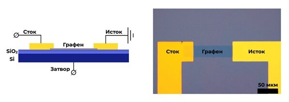 
Схематическое изображение фотодетектора на основе графена с двумя металлическими контактами (сток и исток) и управляющим контактом (затвор) на кремниевой подложке. Затвор используется в качестве управляющего элемента, подача напряжения на который образует электрическое поле, которое, в свою очередь, позволяет регулировать электронные свойства графена. Именно такая электрическая регулировка позволяет значительно повысить скорость работы детектора по сравнению с механическими вариантами. Кроме того, управляющее затворное напряжение не создает дополнительных шумов, так как оно не подается напрямую между двумя контактами к графену. Илл.: Пресс-служба МФТИ.