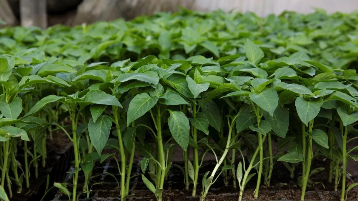 Рассаду важно правило выращивать. Фото: pxhere.com