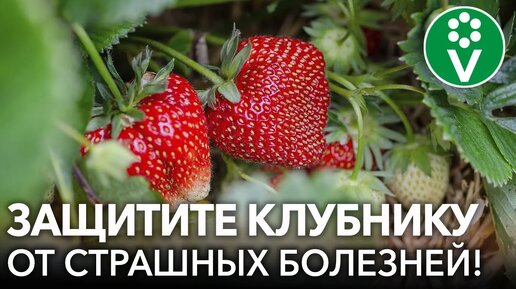 🍓Чем болеет клубника? Основные болезни: признаки, профилактика и лечение