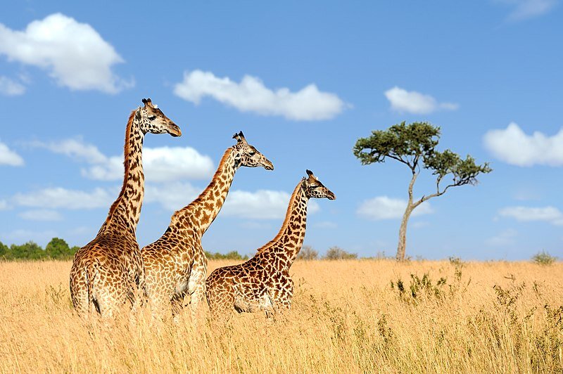    Group giraffe in National park of Kenya, Africa Анастасия Никифорова
