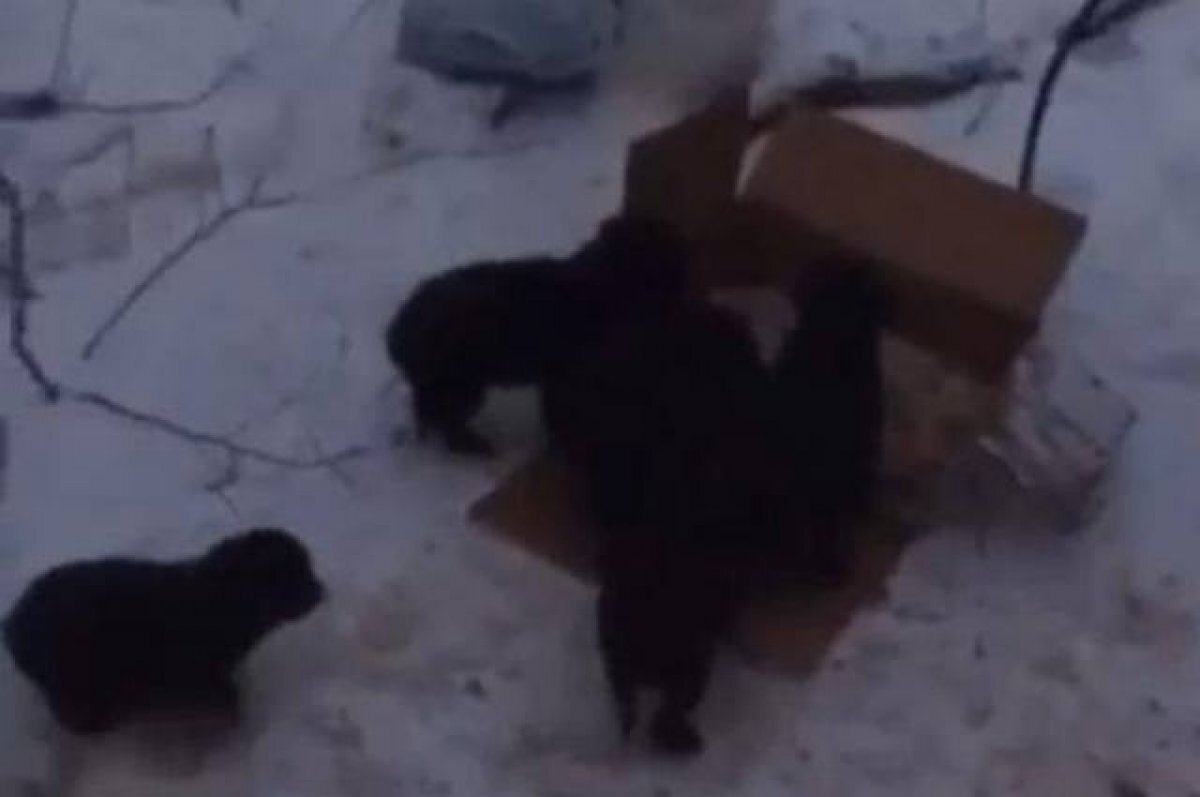    Зоозащитники из Железноводска вывезли в лес спасённых мэрией щенят