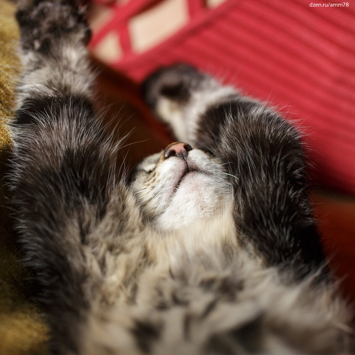 Canon EOS 5D Mark III; EF50mm f/2.5 Compact Macro; f/3.5; 1/2000; ISO 100