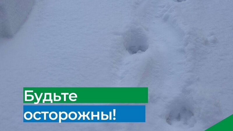    Напала на питомца: на улицах одного из городов Югры заметили рысь