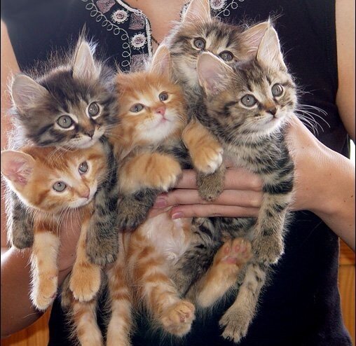 ���� �� ���������.