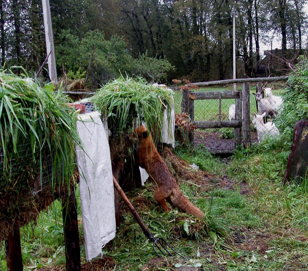 Вот так нахально лисица пробует добыть кролика из клетки.