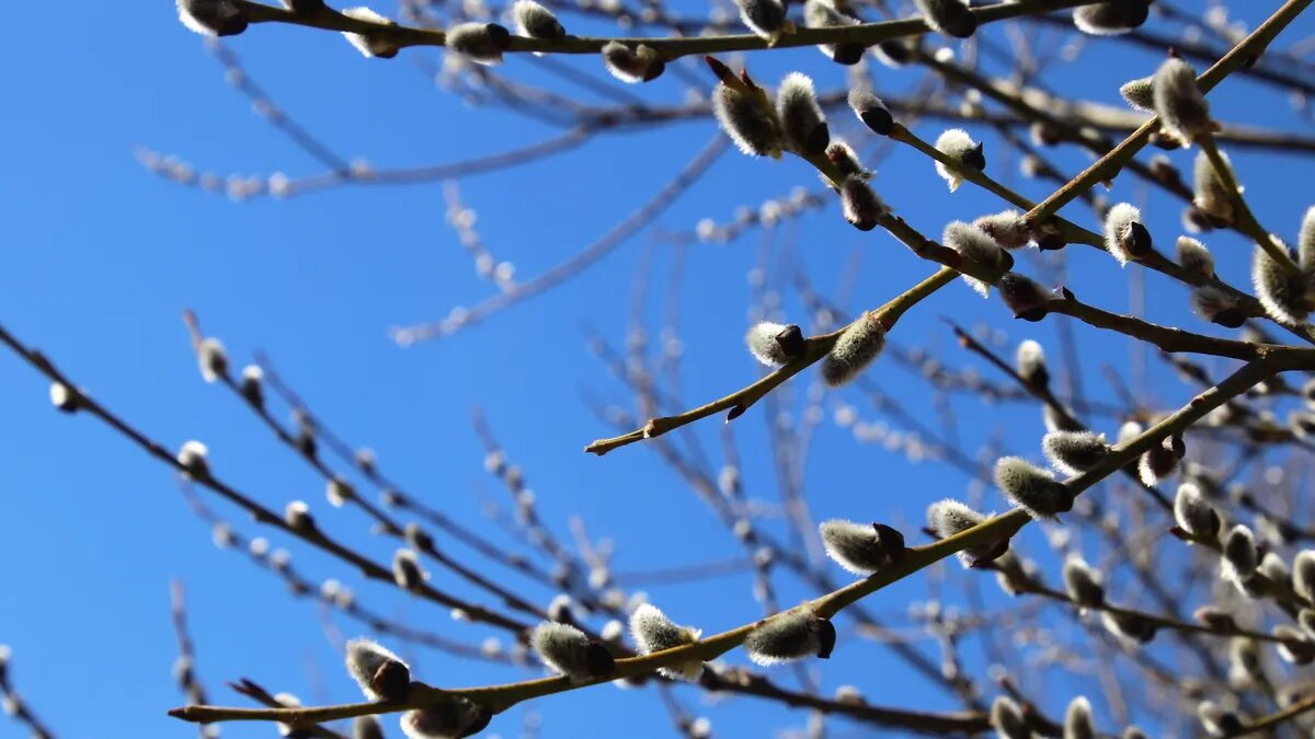 9 апреля каждый верующий человек может прочитать молитву Небесам. Фото: Pxfuel.com