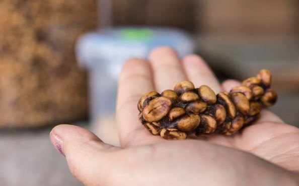      Переработынные вишнёвые ягоды в желудке куницы мусанг