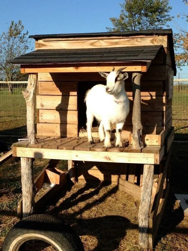 Коза в домашних условиях для начинающих. Козлятник ферма. Козлятник для коз зимний для 2 коз. Козлятник на 1 козу. Навес для коз.
