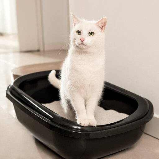 Фото из Интернета.